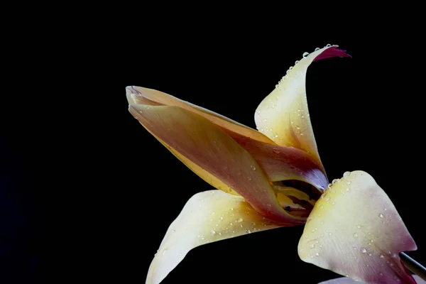Tulipe Est Genre Eurasien Nord Africain Plantes Vivaces Bulbeuses Famille — Photo