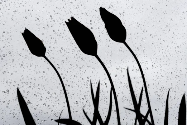 Tulpan Eurasisk Och Nordafrikansk Släkte Perenna Uppsvällda Växter Lily Familjen — Stockfoto