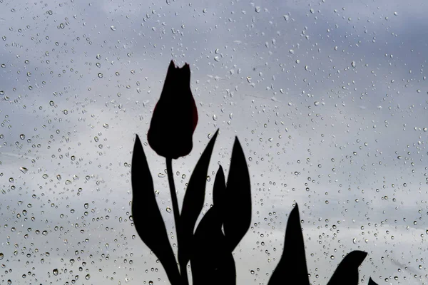 Die Tulpe Ist Eine Eurasische Und Nordafrikanische Gattung Mehrjähriger Zwiebelpflanzen — Stockfoto