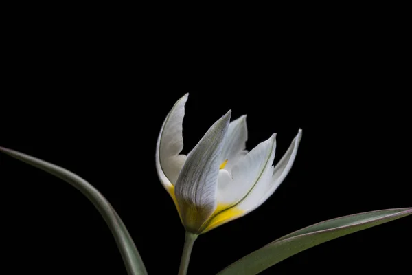 Tulipán Género Euroasiático Del Norte África Plantas Perennes Bulbosas Familia —  Fotos de Stock