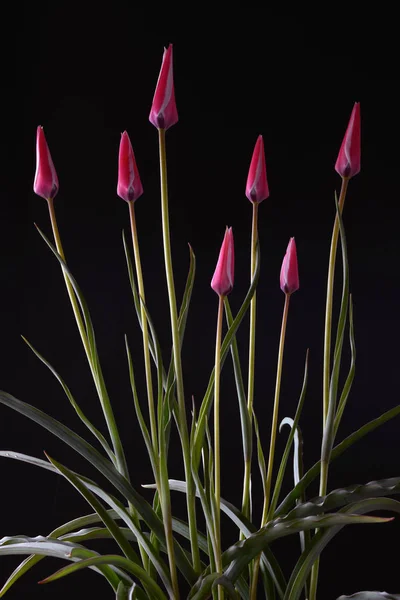Тюльпан Євразійський Північноафриканський Рід Багаторічних Цибулинні Рослини Родині Лілії Трав — стокове фото