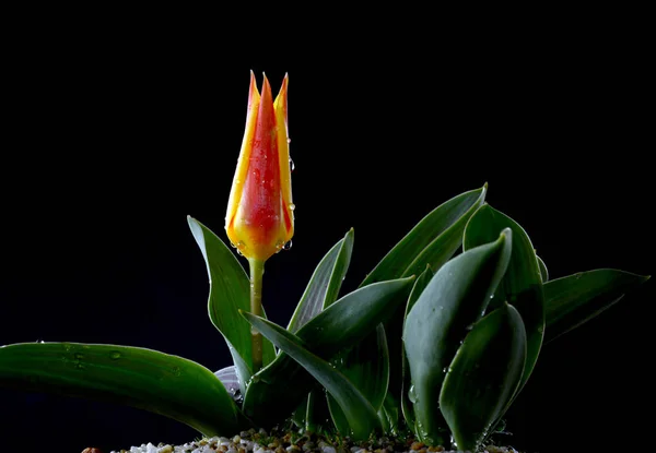 Tulipán Género Euroasiático Del Norte África Plantas Perennes Bulbosas Familia — Foto de Stock