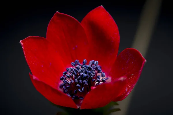 Die Tulpe Ist Eine Eurasische Und Nordafrikanische Gattung Mehrjähriger Zwiebelpflanzen — Stockfoto