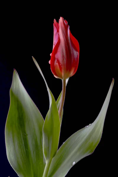 튤립은 가문에 다년생 식물의 유라시아와 북아프리카 속입니다 그것은 화사한 꽃이있는 — 스톡 사진