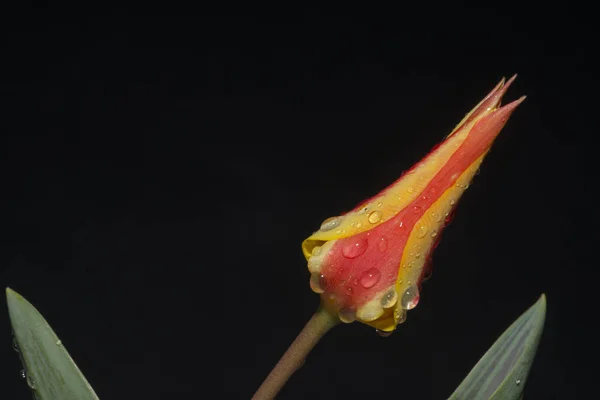 Tulipán Egy Eurázsiai Észak Afrikai Nemzetség Évelő Hagymás Növények Liliom — Stock Fotó