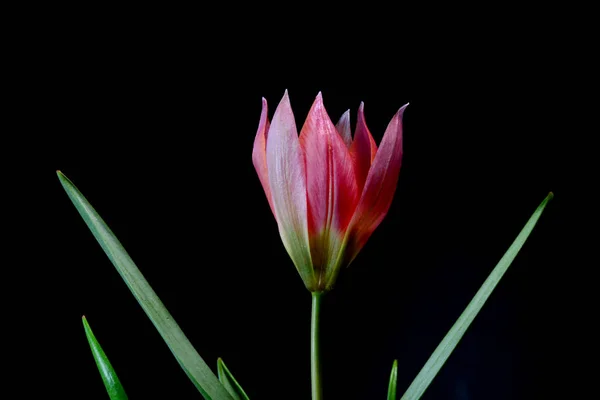 Tulipán Género Euroasiático Del Norte África Plantas Perennes Bulbosas Familia —  Fotos de Stock