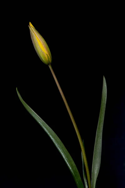 Tulipa Gênero Eurasiano Norte Africano Plantas Bulbosas Perenes Família Dos — Fotografia de Stock