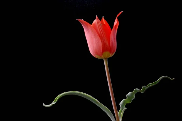 Die Tulpe Ist Eine Eurasische Und Nordafrikanische Gattung Mehrjähriger Zwiebelpflanzen — Stockfoto