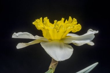Narcissus, Amaryllidaceae (amaryllis) familyasından bir bitki cinsine bünyesine kûmiyeti. 