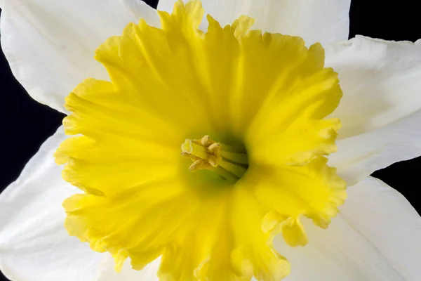 Narcissus Género Plantas Con Flores Perteneciente Familia Amaryllidaceae —  Fotos de Stock