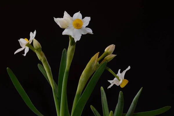 水仙是阿玛利达塞 阿玛利利塞 家族中主要春天多年生植物的属 — 图库照片