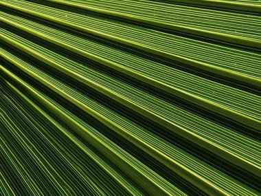 Doğada palmiye ağacı lea