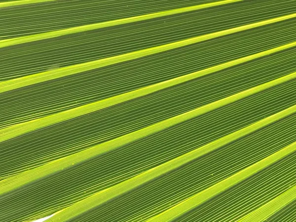 Palmera Pulga Naturaleza —  Fotos de Stock