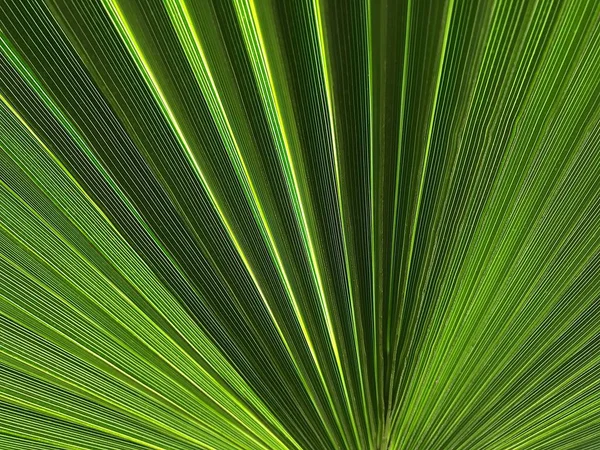 Palm Tree Lea Natuur — Stockfoto