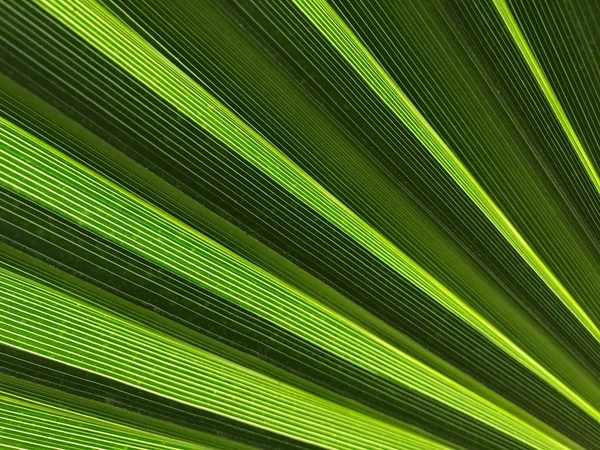 Palmenlea Der Natur — Stockfoto