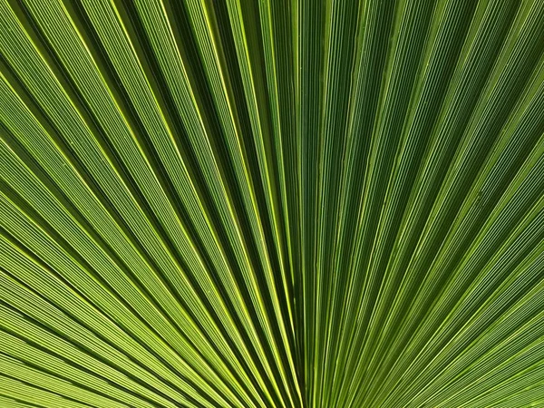 Palmový Strom Lea Přírodě — Stock fotografie