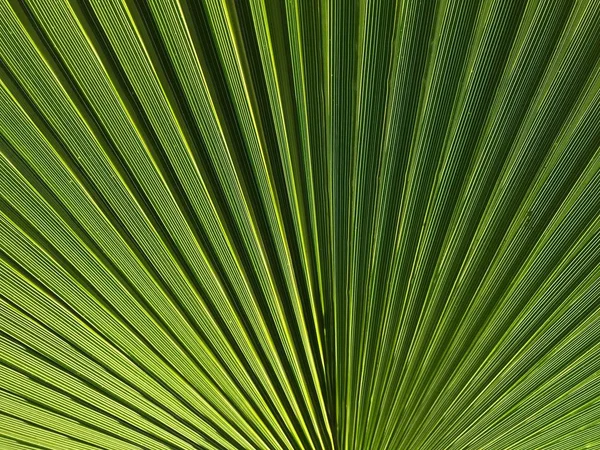 Palmera Pulga Naturaleza —  Fotos de Stock