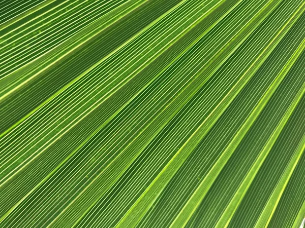 Palmera Pulga Naturaleza —  Fotos de Stock