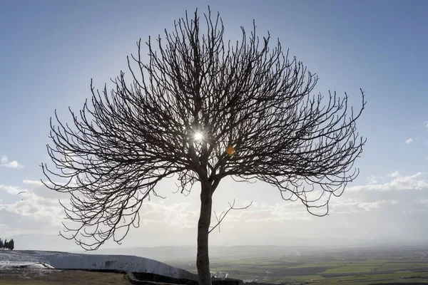 Una Silhoute Fico Alla Luce Inversa Pamukkale Denizli Turchia — Foto Stock