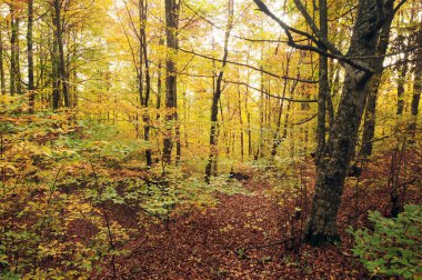autmn güzel bir orman.