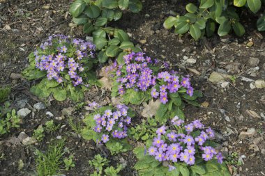 Primula, Primulaceae familyasından bir çiçekli bitki cinsine biçilir..