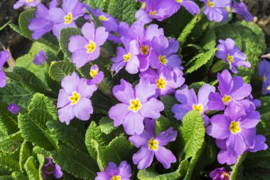 Primula, Primulaceae familyasından bir çiçekli bitki cinsine biçilir..