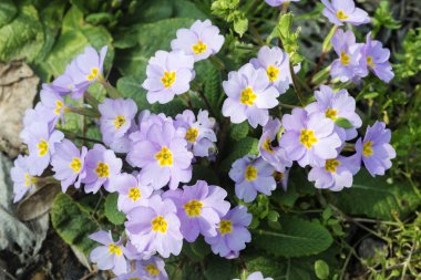 Primula, Primulaceae familyasından bir çiçekli bitki cinsine biçilir..