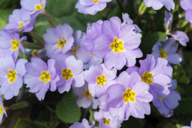 Primula, Primulaceae familyasından bir çiçekli bitki cinsine biçilir..