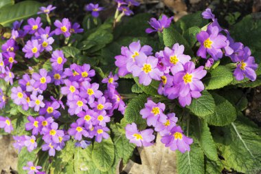 Primula, Primulaceae familyasından bir çiçekli bitki cinsine biçilir..