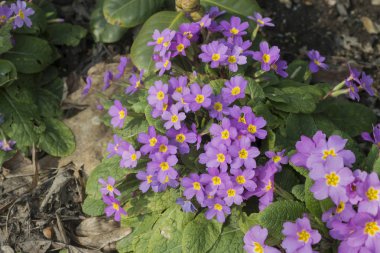 Primula, Primulaceae familyasından bir çiçekli bitki cinsine biçilir..