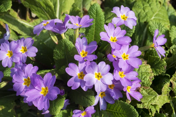 Primula Rodzaj Roślin Zielnych Rodziny Primulowatych — Zdjęcie stockowe