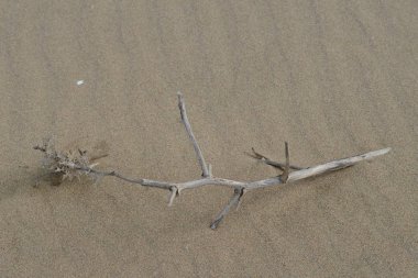 19.Şubat.2017 İstanbul Sahilde birçok atık var. Çevre kirliliği.