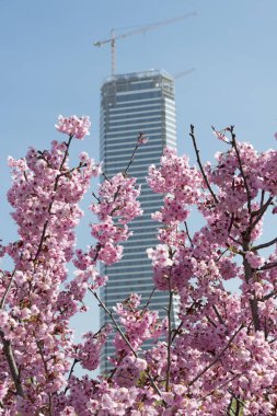 Bir kiraz ağacı (Sakura)çiçek üzerinde.
