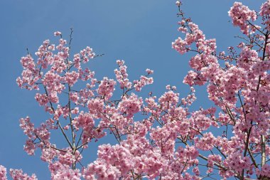 Bir kiraz ağacı (Sakura)çiçek üzerinde.