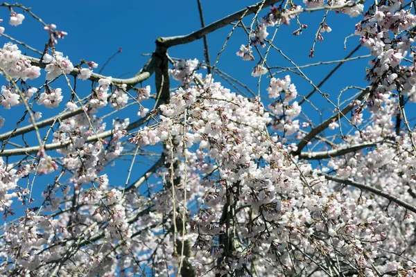 Istanbul,Turkey.A cherry blossom is the flower of any of several trees of genus Prunus, particularly the Japanese cherry, Prunus serrulata, which is called sakura after the Japanese.Sakura is the sign of spring.