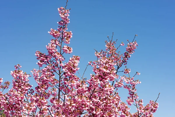 Istanbul,Turkey.A cherry blossom is the flower of any of several trees of genus Prunus, particularly the Japanese cherry, Prunus serrulata, which is called sakura after the Japanese.Sakura is the sign of spring.