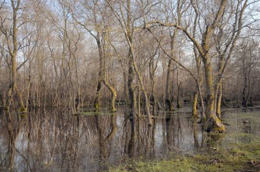Samsun ili Bafra ilçesinde sulu orman