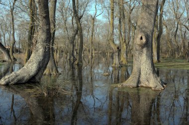 Samsun ili Bafra ilçesinde sulu orman