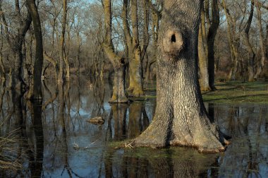 Samsun ili Bafra ilçesinde sulu orman