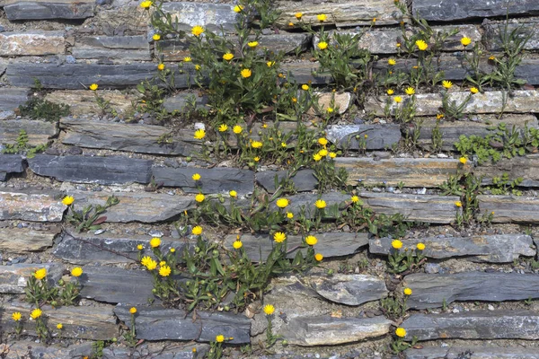Rocky Background Made Cracked Rocks Used Garden Wall Design — Stock Photo, Image