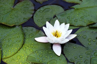 Nilüfer, Nymphaeaceae familyasından bir su bitkisi cinsine ait bir su bitkisi cinsine ait.