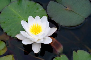 Nilüfer, Nymphaeaceae familyasından bir su bitkisi cinsine ait bir su bitkisi cinsine ait.