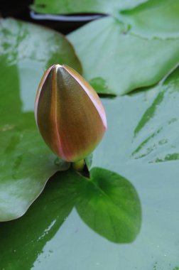 Nilüfer, Nymphaeaceae familyasından bir su bitkisi cinsine ait bir su bitkisi cinsine ait.