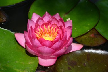 Nilüfer, Nymphaeaceae familyasından bir su bitkisi cinsine ait bir su bitkisi cinsine ait.