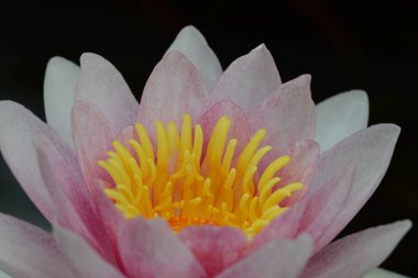 Nilüfer, Nymphaeaceae familyasından bir su bitkisi cinsine ait bir su bitkisi cinsine ait.