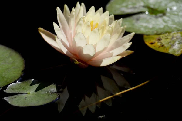 Näckros Ett Släkte Härdiga Och Ömma Vattenväxter Familjen Nymphaeaceae — Stockfoto