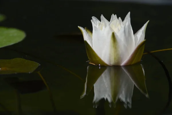 Vodní Lilie Rod Odolných Něžných Vodních Rostlin Čeledi Nymphaeaceae — Stock fotografie