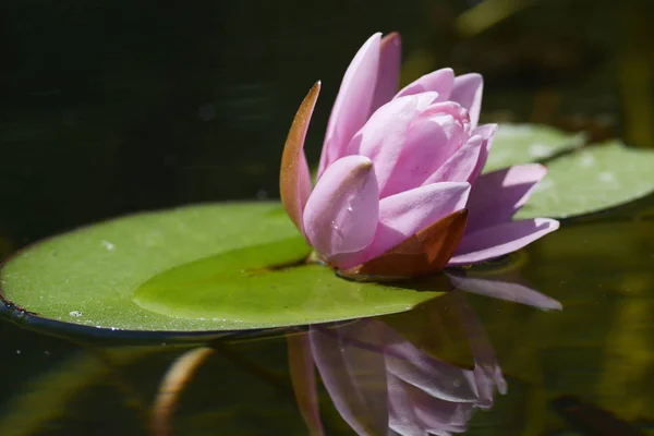 Water lily is a genus of hardy and tender aquatic plants in the family Nymphaeaceae.