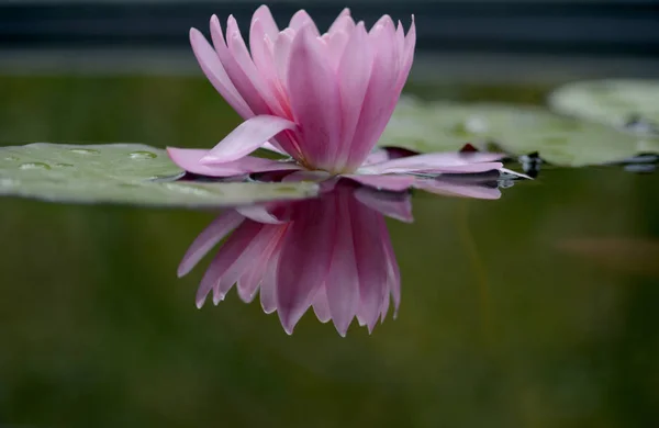 Водяные Лилии Род Выносливых Нежных Водных Растений Семье Нимфеевые — стоковое фото