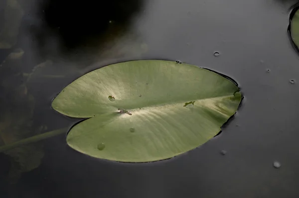 Water Lily Género Botânico Pertencente Família Nymphaeaceae — Fotografia de Stock